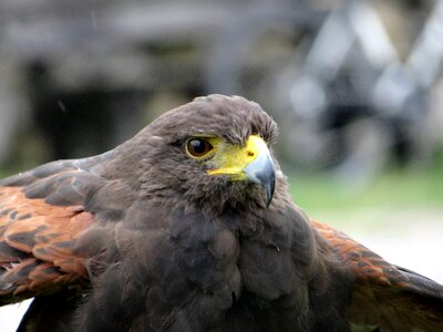 Bird of prey eyes wisdom