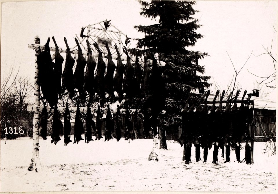 5te Strecke bei der Jagd des 4.Armee-Komdos. (BildID 15712289)