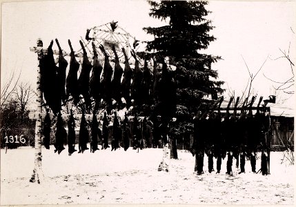 5te Strecke bei der Jagd des 4.Armee-Komdos. (BildID 15712289)
