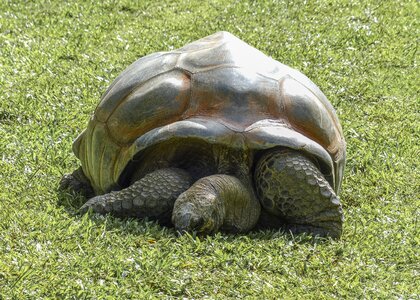 Wildlife nature tropical