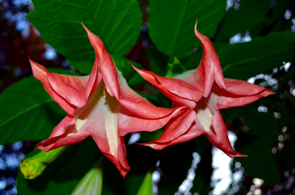 Jimson weed tree brugmansia plant