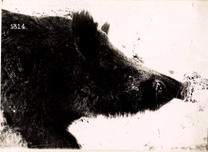 5te Strecke bei der Jagd des 4.Armme-Komdos. (BildID 15712275)
