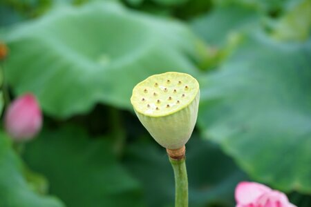 Lotus Free photos photo