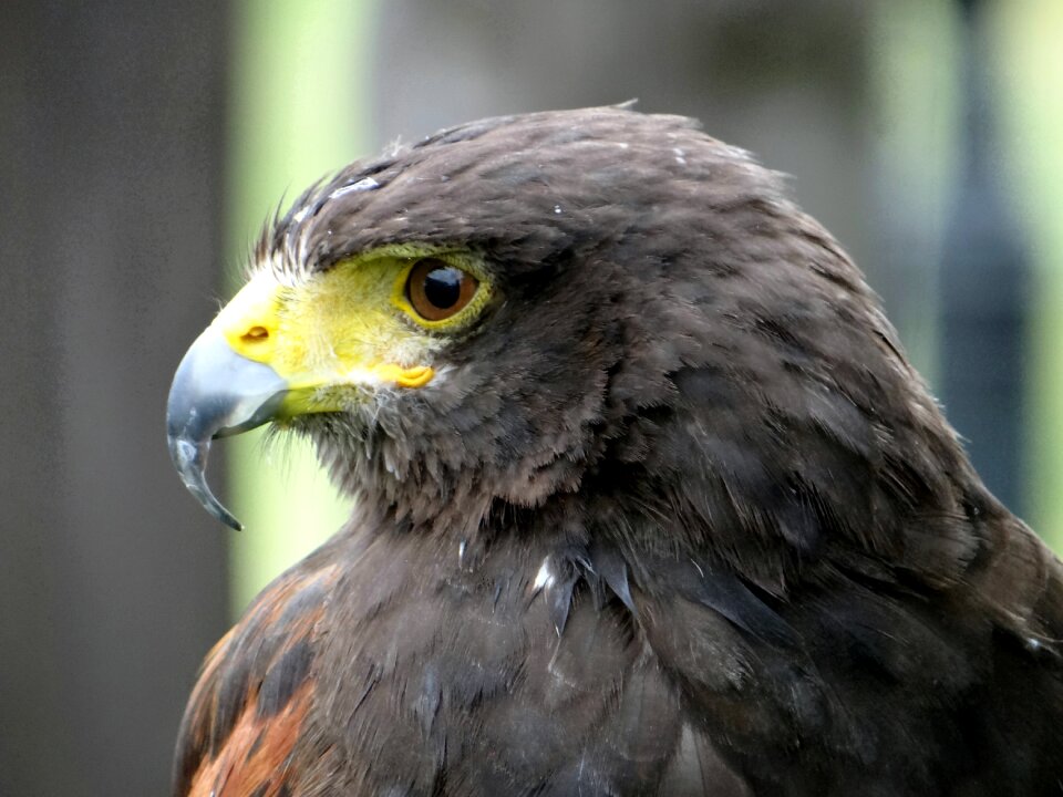 Bird of prey eyes wisdom