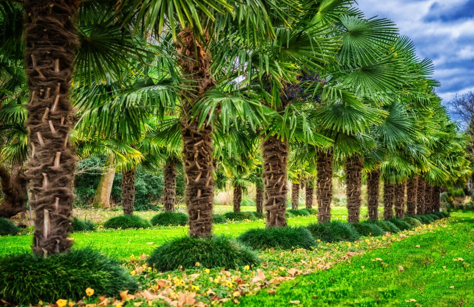 Palm leaves tropical plant
