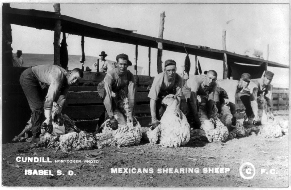 6 Mexican men shearing sheep, Isabel, S.D. LCCN2004678721