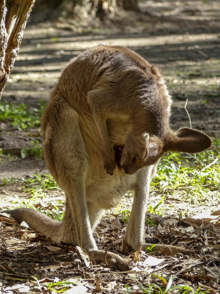 Wildlife australian nature