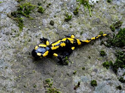 Spotted yellow amphibian photo