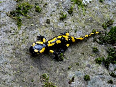 Spotted yellow amphibian