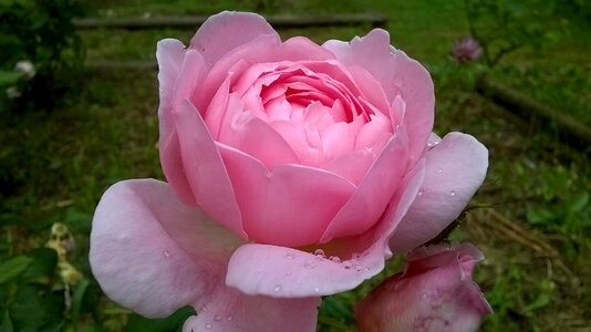 Pink rose dew drops photo
