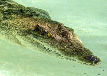 Animal nature dangerous