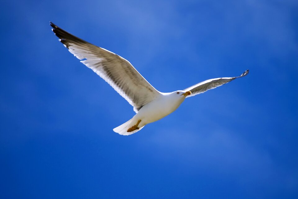 Sky flight wild life