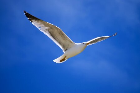 Sky flight wild life photo