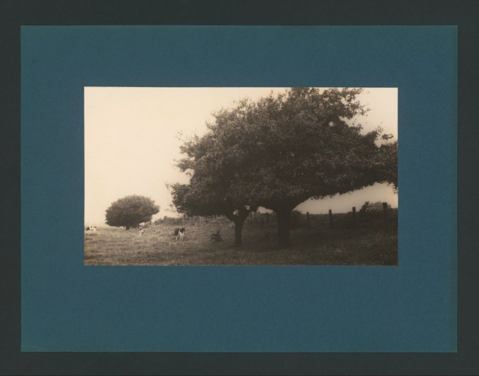 6038112.Erwin Quedenfeldt
