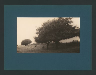 6038112.Erwin Quedenfeldt