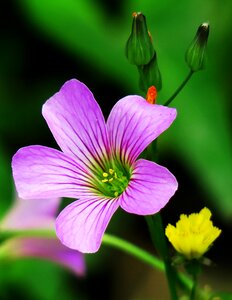 Wild flowers wild nature