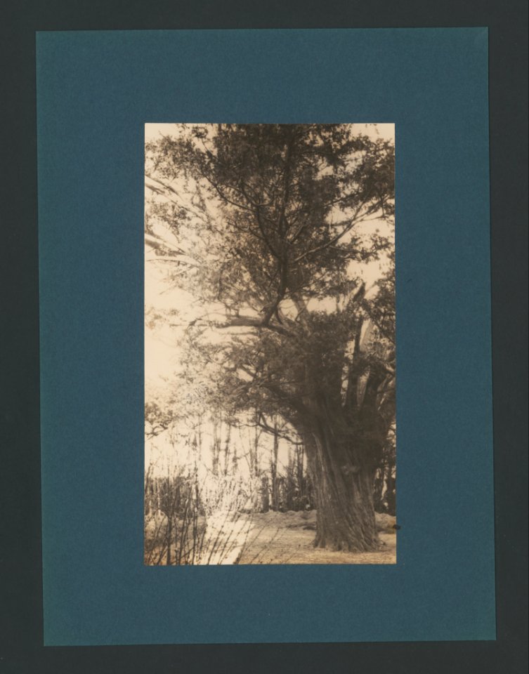 6029177.Erwin Quedenfeldt