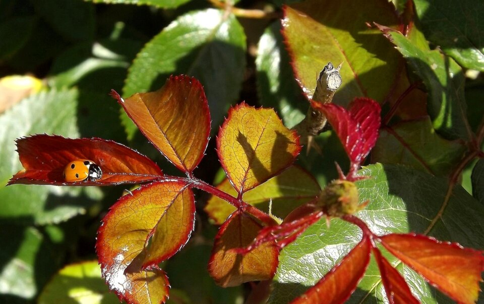 Autumn gold macro closeup