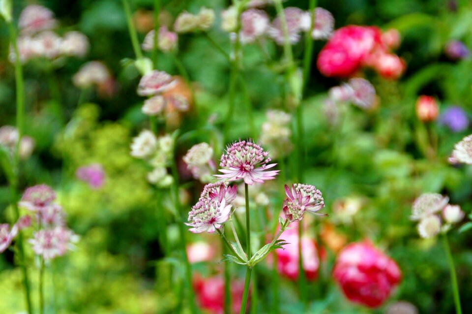 Garden sheet flower
