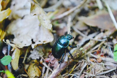 Forest olsztyn summer photo