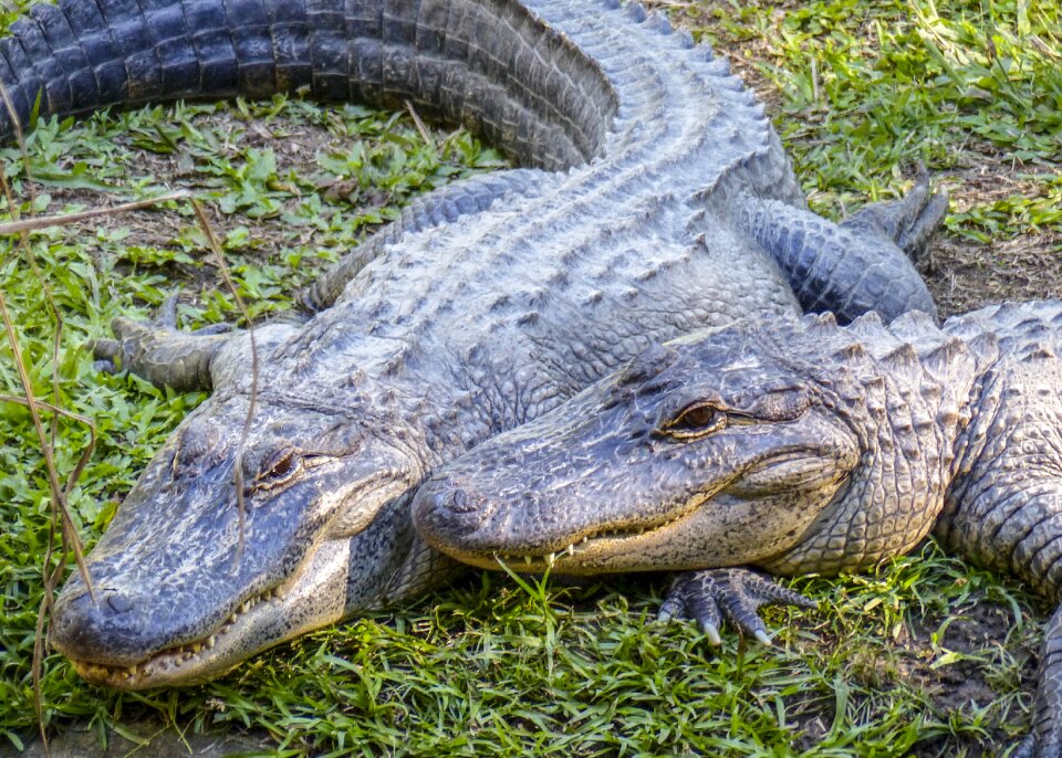 Animal nature dangerous