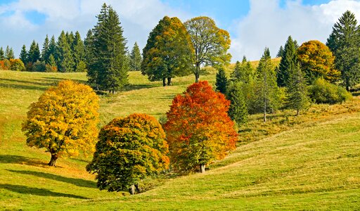 Deciduous trees fall foliage leaves photo