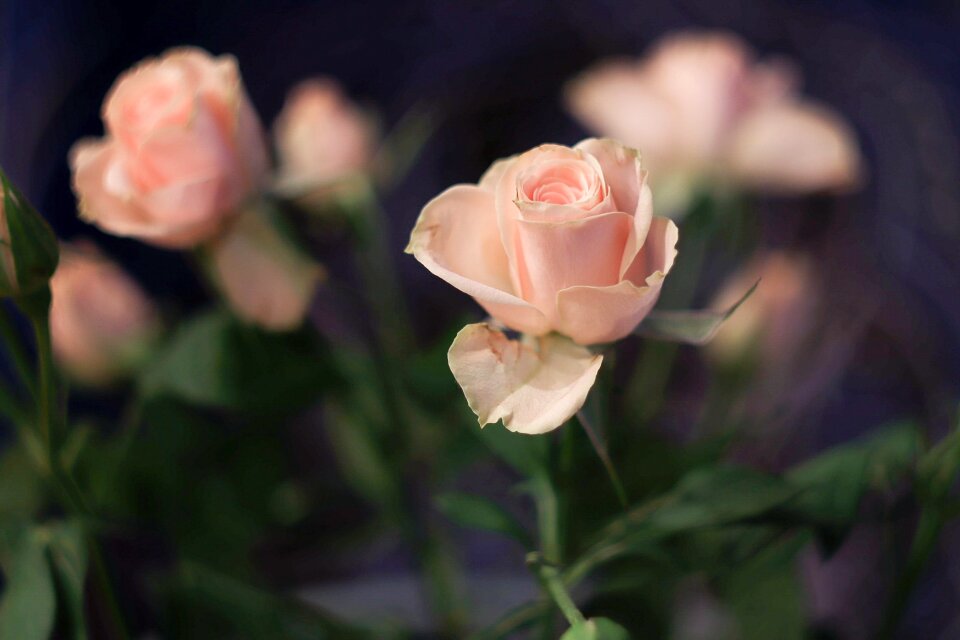 Sheet summer rose