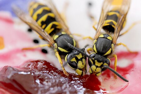 Wasp nature jam