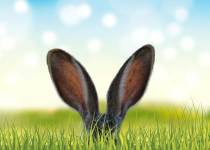 Spring meadow hare