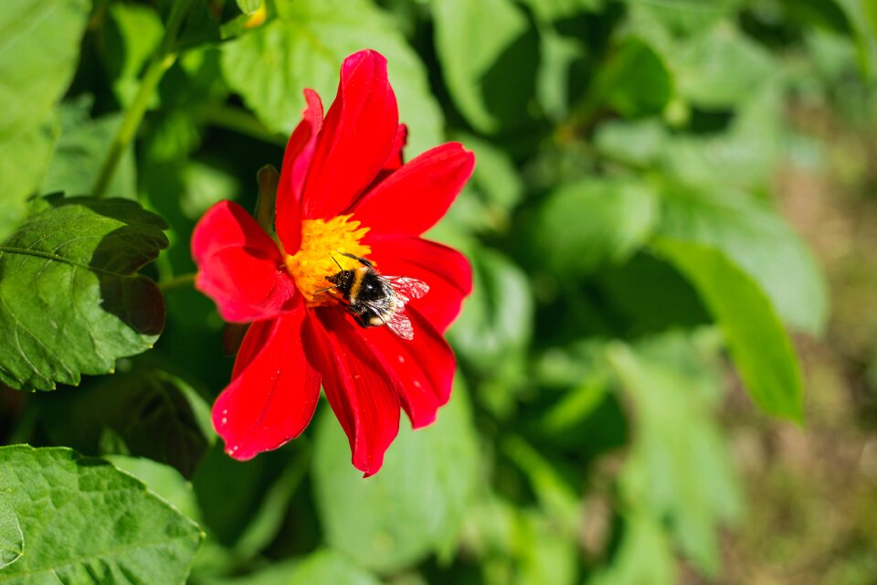 Flora flower garden photo