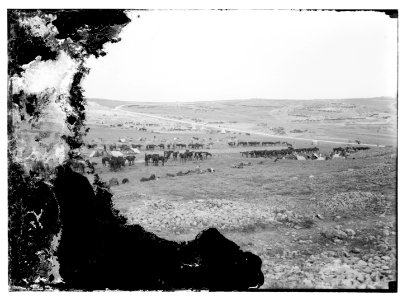 6th Australian light horse regiment, 1918 camped outside Jerusalem in Mt. Scopus areas LOC matpc.08120