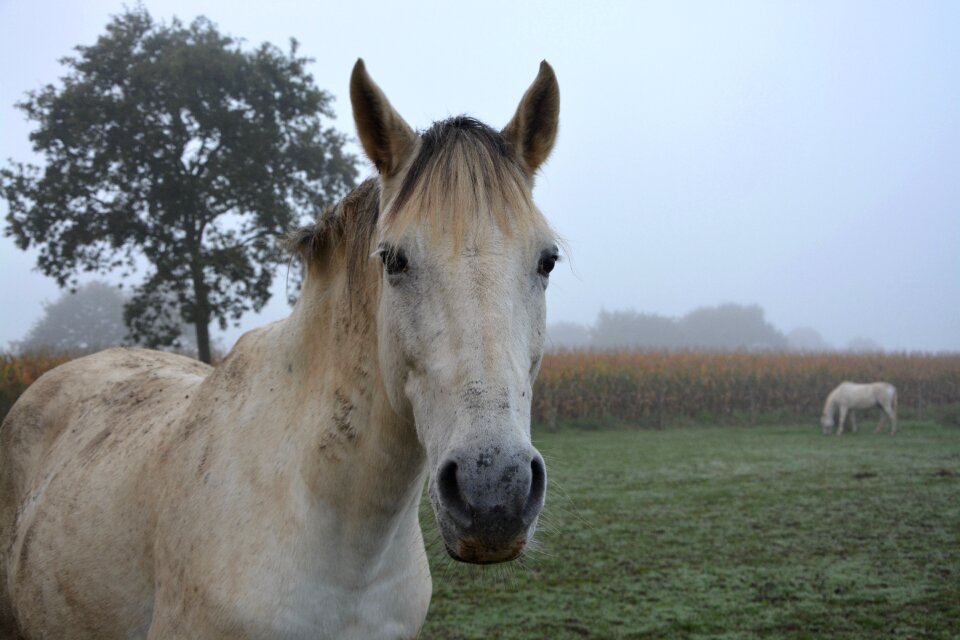 Horses field nature