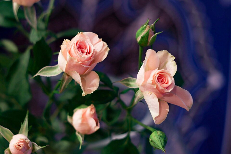 Nature rose petal