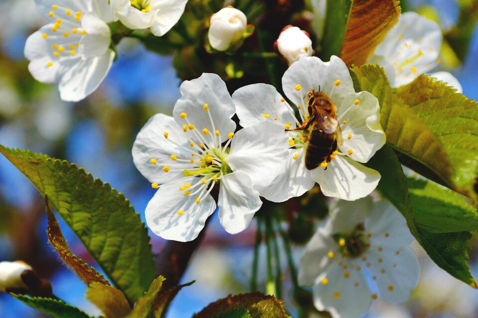 Fruit honey masuria photo