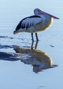 Feathered nature animal