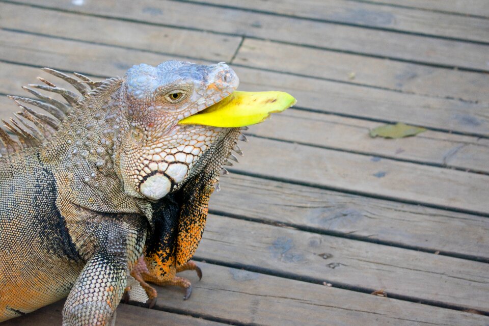 Reptile animal fauna