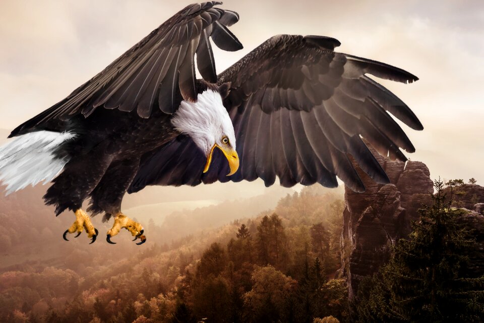 Adler nature flight