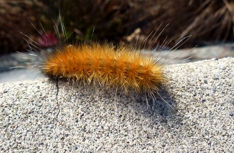 Virginia tiger moth photo