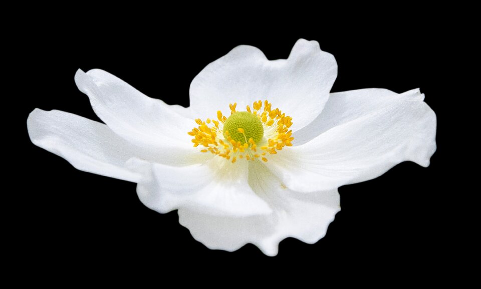 White cutout black background