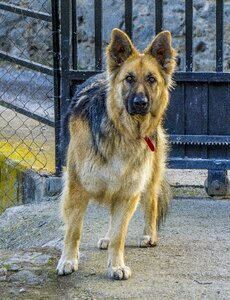 Canis lupus familiaris canidae animalia
