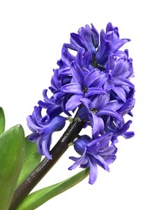 Petal flowering purple