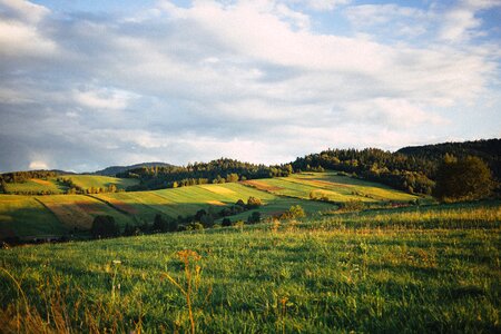 Field fields forest photo