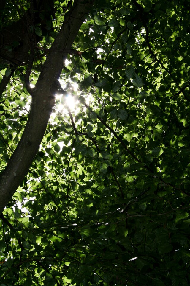 Nature outdoor light