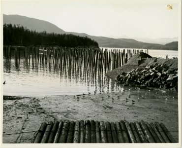 8-65. Cordova - Showing pile which will support city dock (32731438064)