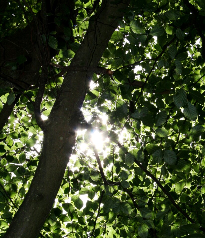 Nature forest sun photo