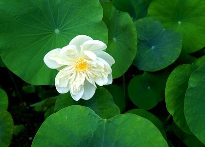 Lotus flowers white lotus vietnam