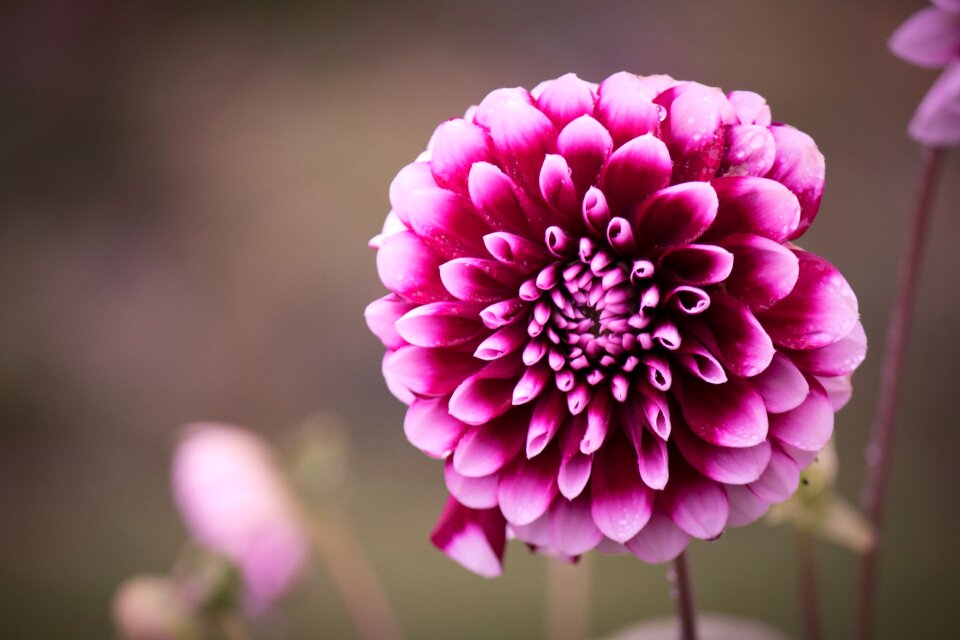 Asteraceae blossom bloom