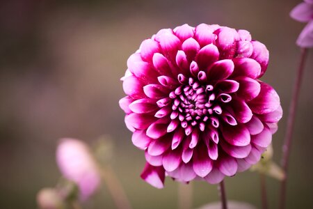Asteraceae blossom bloom photo