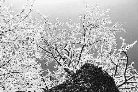 Frost masuria snow photo