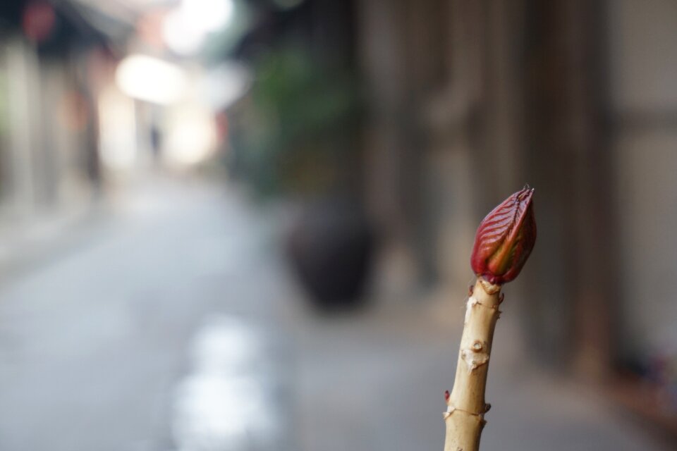 The pods branch spring